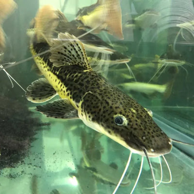 Tiger Shovelnose Hybrid Catfish CATFISH Danaqua Live Fish & More