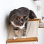 The Raceway - Wall Mounted Cat Hammock Cat Hammock Catastrophic Creations