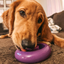 Freez Doughnut - Super Durable Treat Toy Freezbone