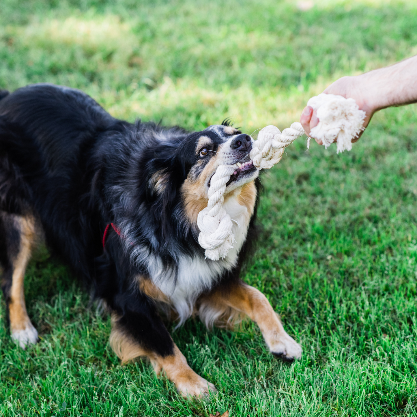 Boba & Vespa 100% Organic Cotton Rope Dog Toy - 5 Sizes Dog Ropes The Kind Pet
