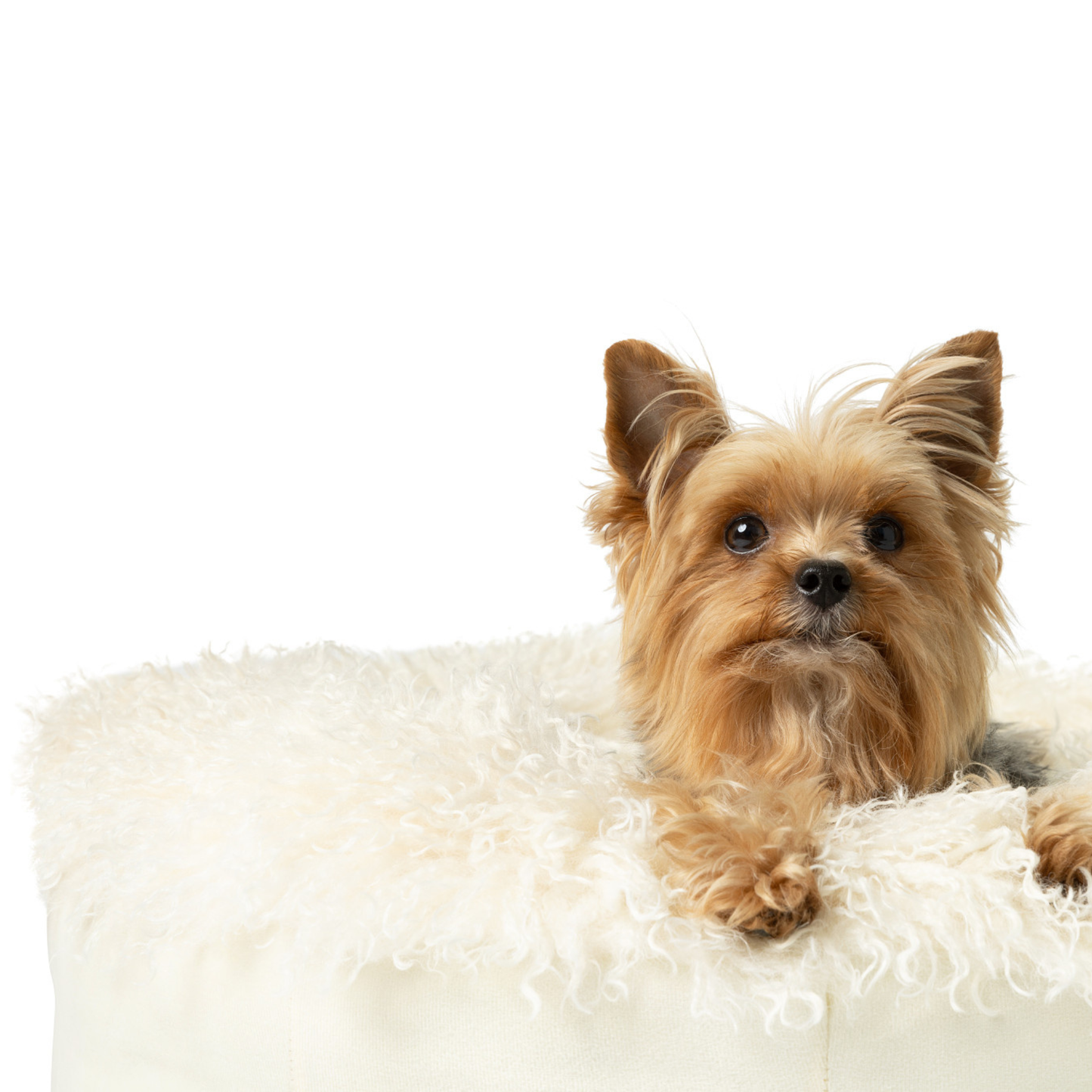 PupPouf™ Luxe Faux Fur Donut Dog Bed - Plush Sheep Ivory Dog Beds Paw
