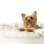 PupPouf™ Faux Fur Donut Dog Bed - White with Brown Accents Dog Beds Paw