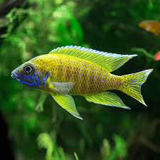 Yellow Peacock Cichlid AFRICAN CICHLIDS Danaqua Live Fish & More
