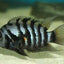Convict cichlids AMERICAN CICHLID Danaqua Live Fish & More