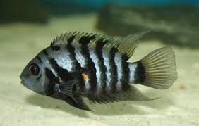 Convict cichlids AMERICAN CICHLID Danaqua Live Fish & More