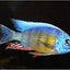 Taiwan Reef Cichlid (Protomelas sp. "Steveni Taiwan") AFRICAN CICHLIDS Danaqua Live Fish & More