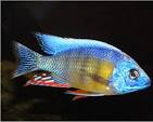 Taiwan Reef Cichlid (Protomelas sp. "Steveni Taiwan") AFRICAN CICHLIDS Danaqua Live Fish & More