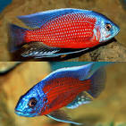Red Fin Borleyi (Copadichromis borleyi) AFRICAN CICHLIDS Danaqua Live Fish & More