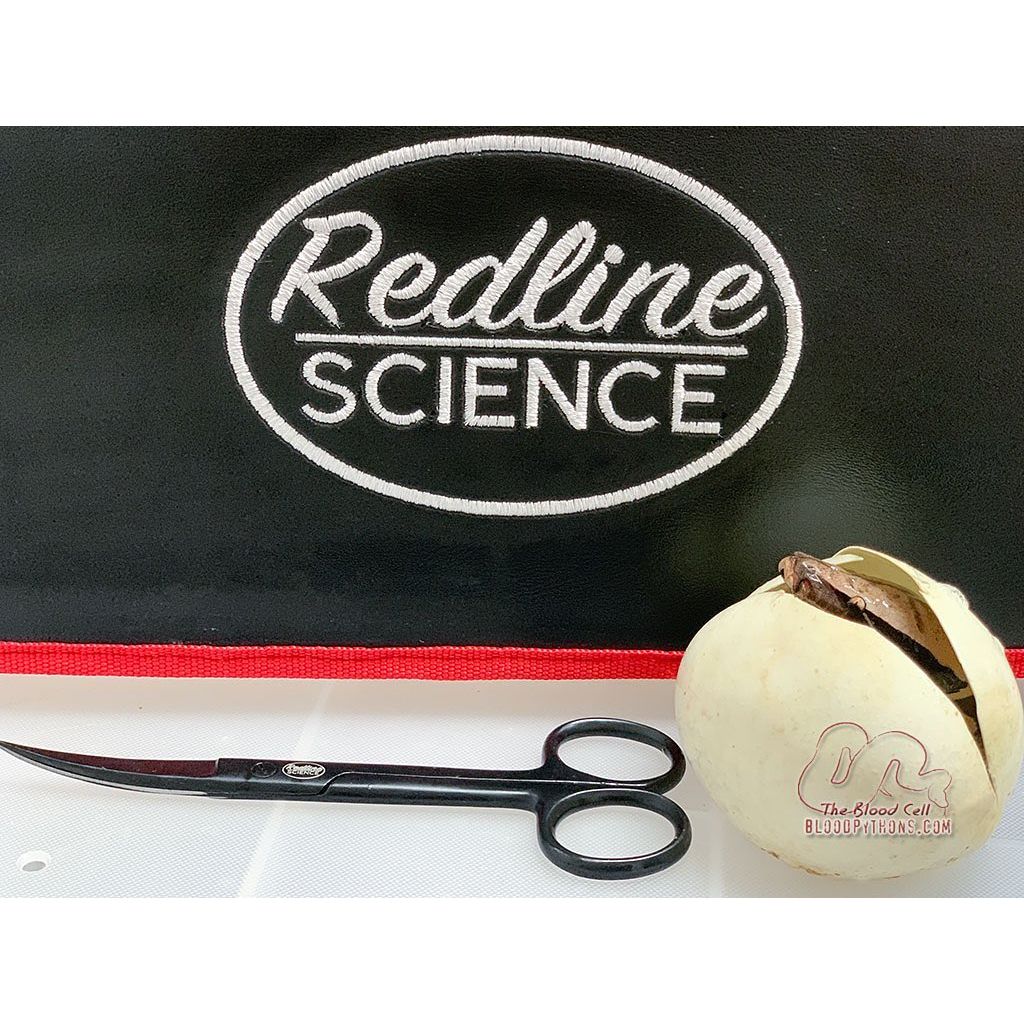 Curved Fine Point Scissors for egg cutting Tools ReptiChip LLC