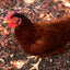 Rhode Island Red Chicks – Buy 10 + 5 Bonus Free (15 All-Female, Shipping Included) Az Chickens