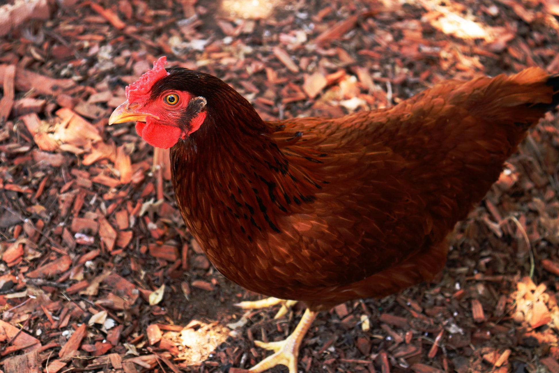 Rhode Island Red Chicks – Buy 10 + 5 Bonus Free (15 All-Female, Shipping Included) Az Chickens