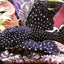 Galaxy Pleco Danaqua Live Fish & More