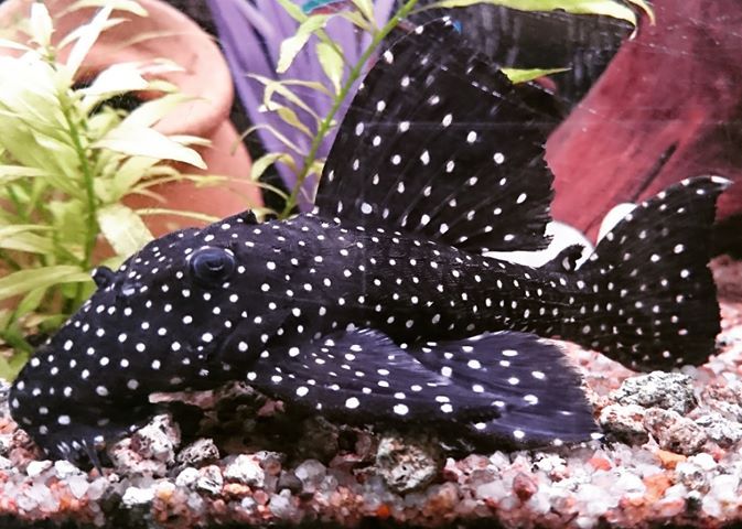 Galaxy Pleco Danaqua Live Fish & More