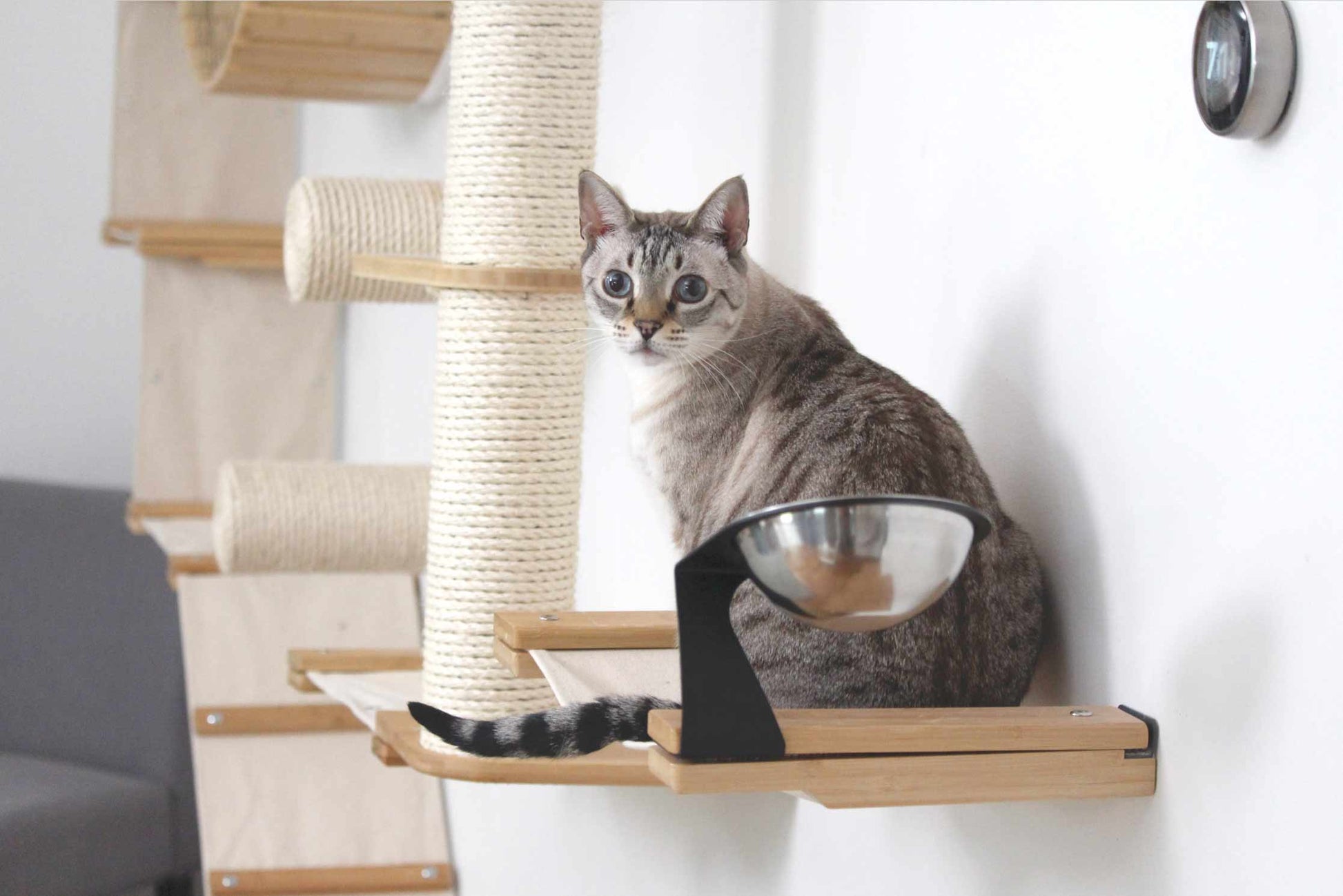 Dog Proof Cat Feeder - Wall-Mounted - Raised Cat Hammock Catastrophic Creations