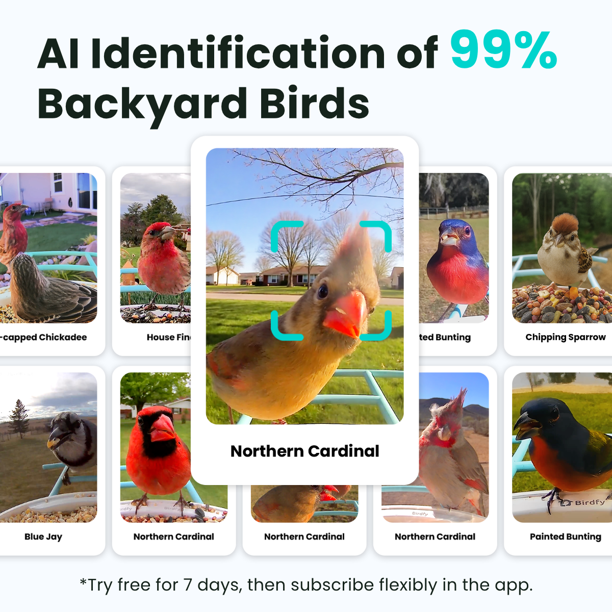Birdfy Feeder - AI-Powered Smart Bird Feeder with Camera Birdfy Feeder Birdfy