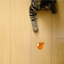 TJ the fox | weighted cat toy cat toy Chunkles