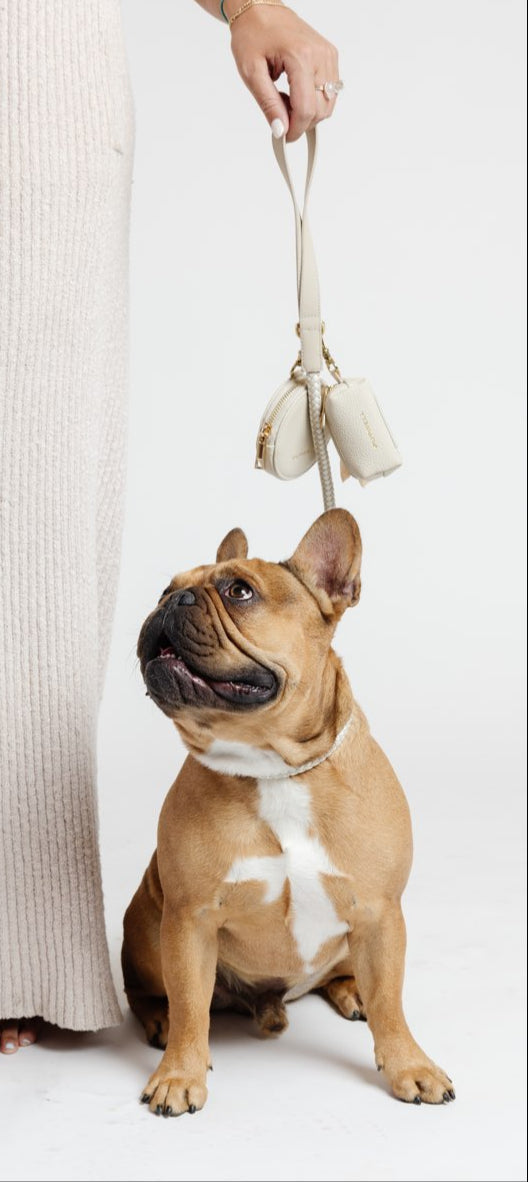 City Walk Kit Dog Supplies Pupwell