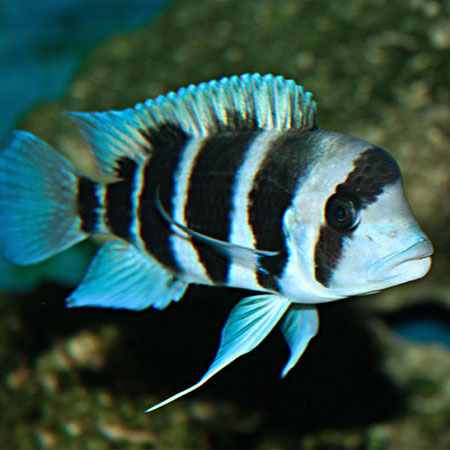 Frontosa cichlids AFRICAN CICHLIDS Danaqua Live Fish & More