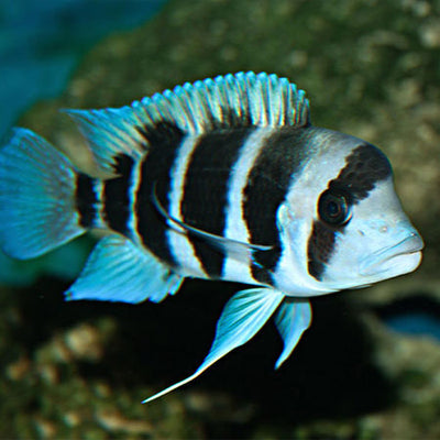 Frontosa cichlids AFRICAN CICHLIDS Danaqua Live Fish & More