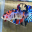 Galaxy Koi Betta BETTA Danaqua Live Fish & More