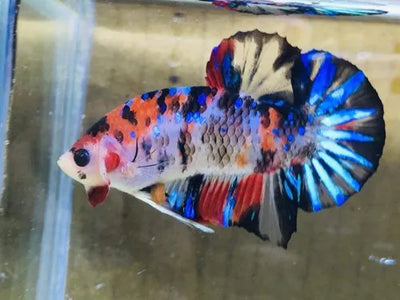 Galaxy Koi Betta BETTA Danaqua Live Fish & More