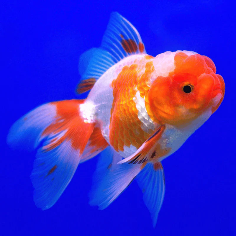 RED AND WHITE ORANDA GOLDFISH Danaqua Live Fish & More