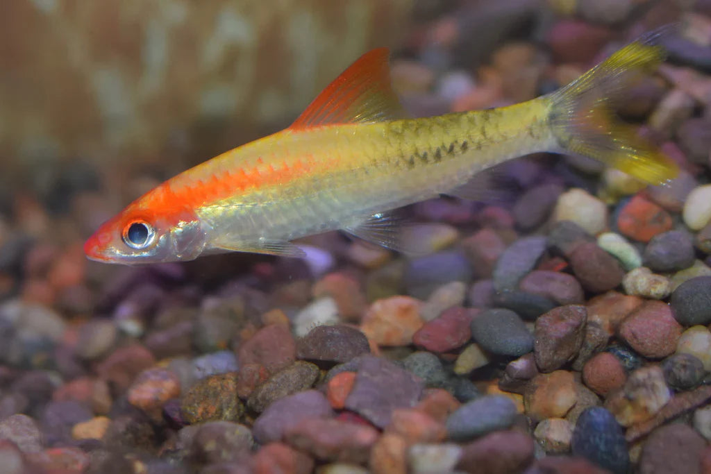 Gold Roseline Shark (Sahyadria denisonii) SHARK Danaqua Live Fish & More