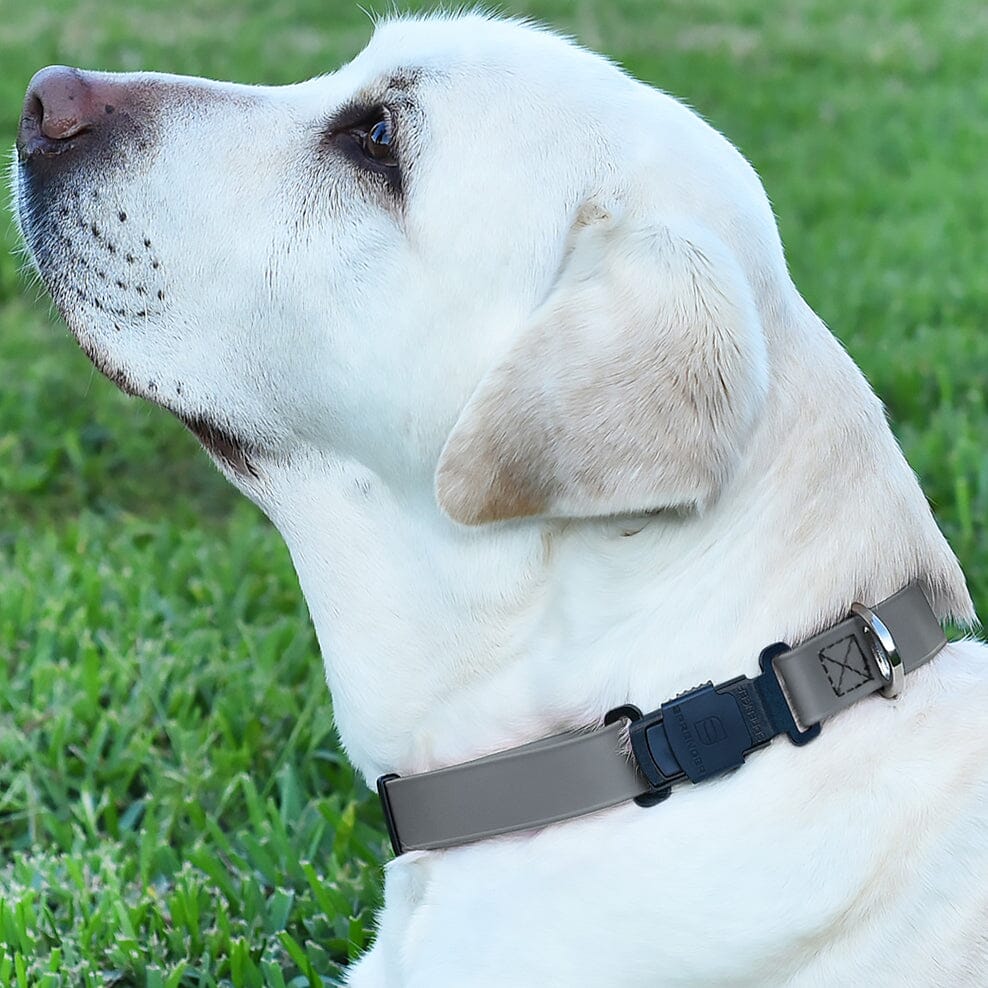 Herm Sprenger - ClicLock Safety Fastener for Flat-Style Collars – Black Stainless Steel Collars, Prong/Pinch Dog Collars Dogline