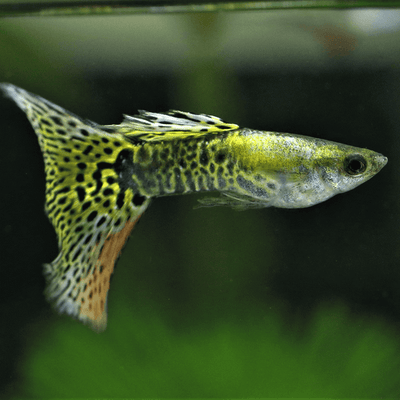 Green Platinum Guppy X 1 PAIR GUPPY Danaqua Live Fish & More