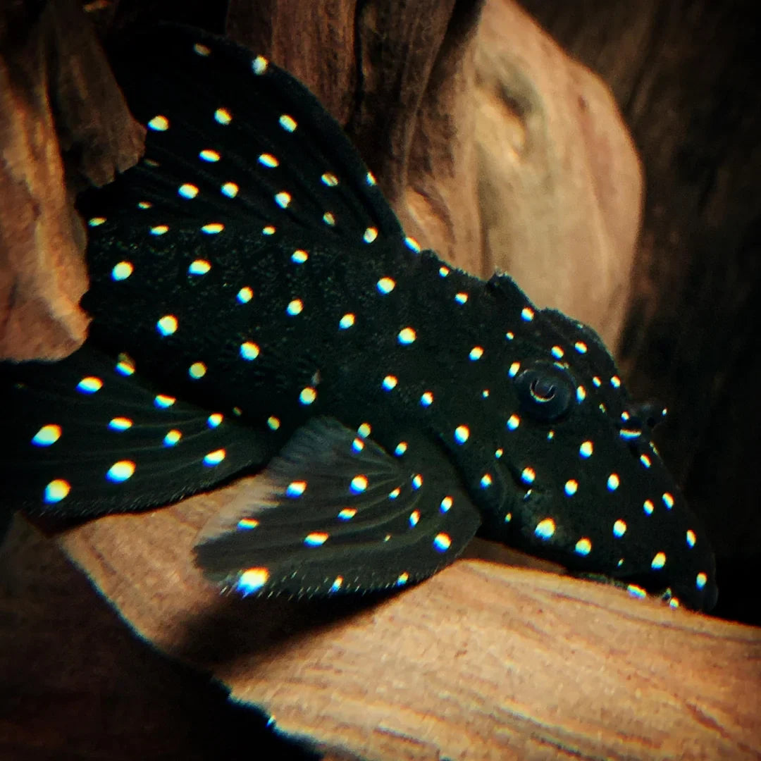 Galaxy Pleco Danaqua Live Fish & More