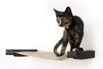 Hanging Cat Bed Hammock Cat Hammock Catastrophic Creations