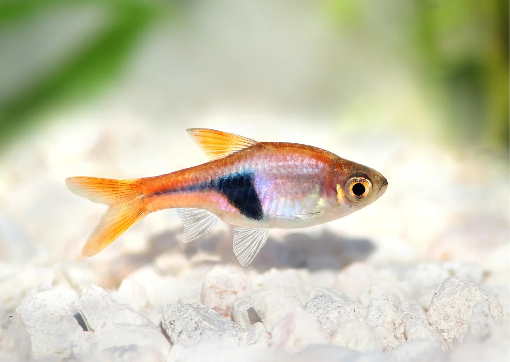 Harlequin rasboras PACK OF 6 TETRA Danaqua Live Fish & More