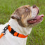 Waterproof Dog Collar with Metal Stab-Lock Buckle Dog Collar Dogline