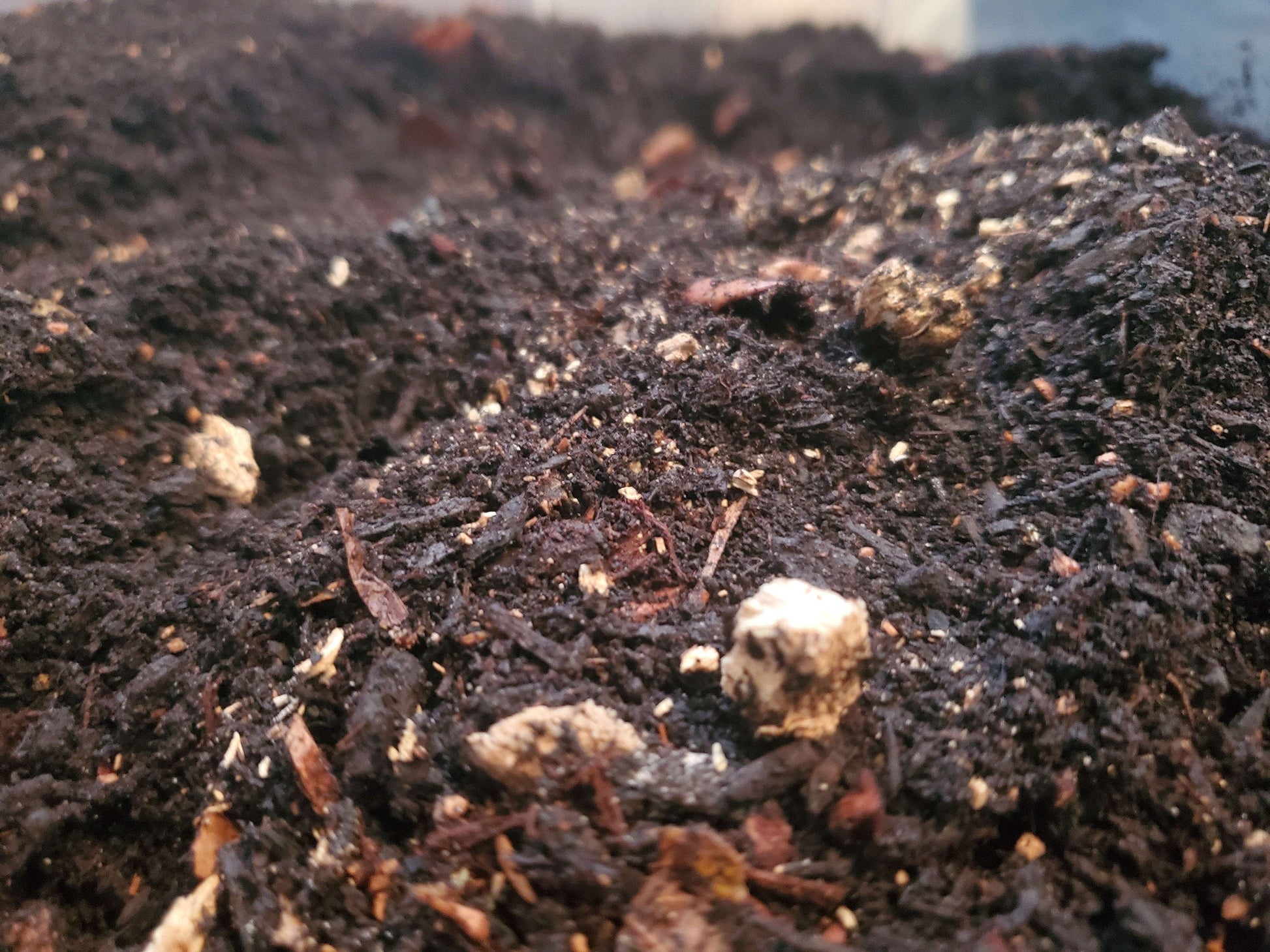 Premium Isopod Substrate - Promotes Healthy Growth and Breeding! Soil Shield Wall Exotics