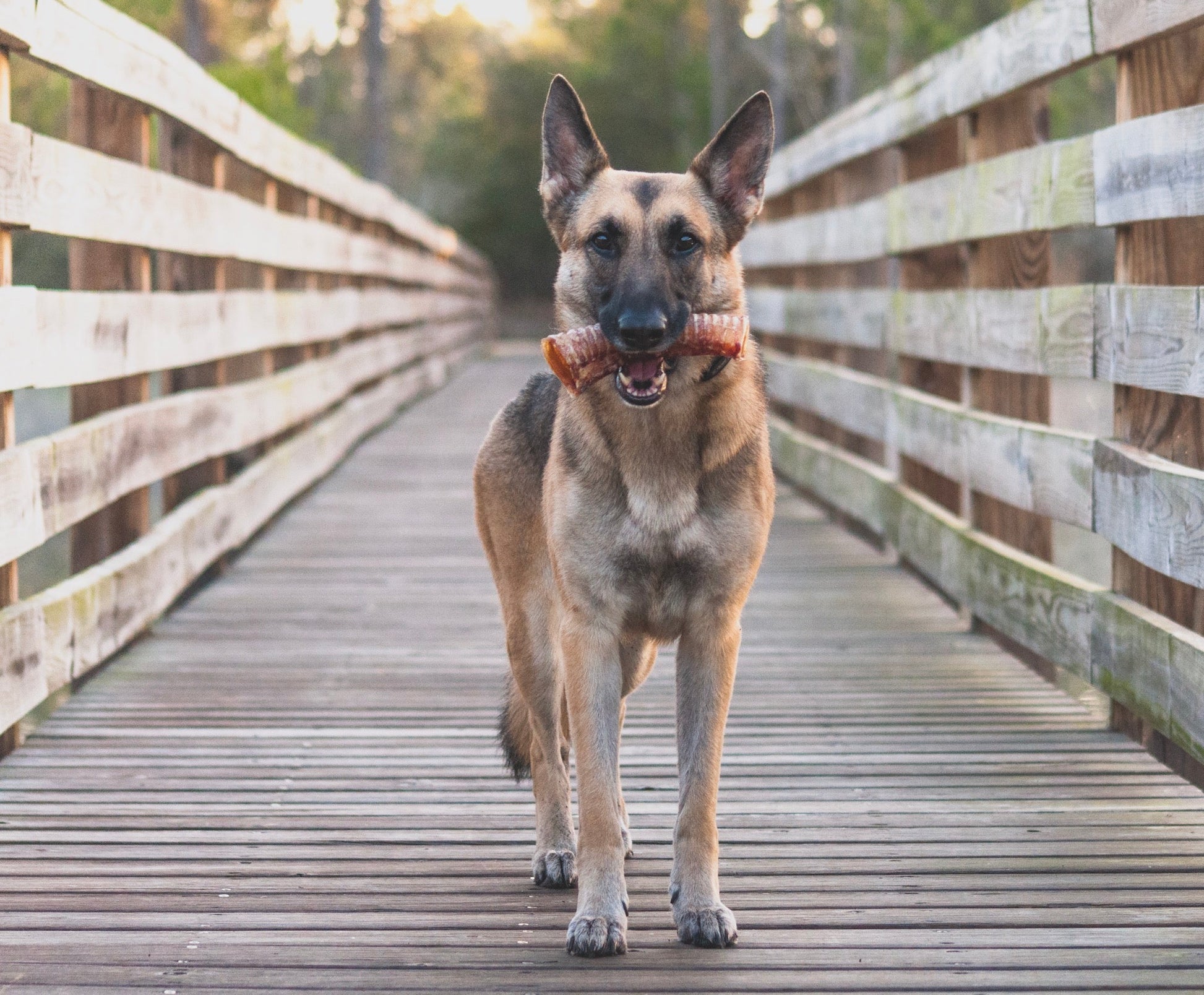 Beef Trachea (Grass Fed & Finished) Naked Beasts