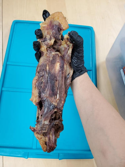 Duck Frames (ABF) Naked Beasts