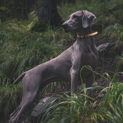 Biothane E-Collar Replacement Reflective Strap Dog Collar Dogline