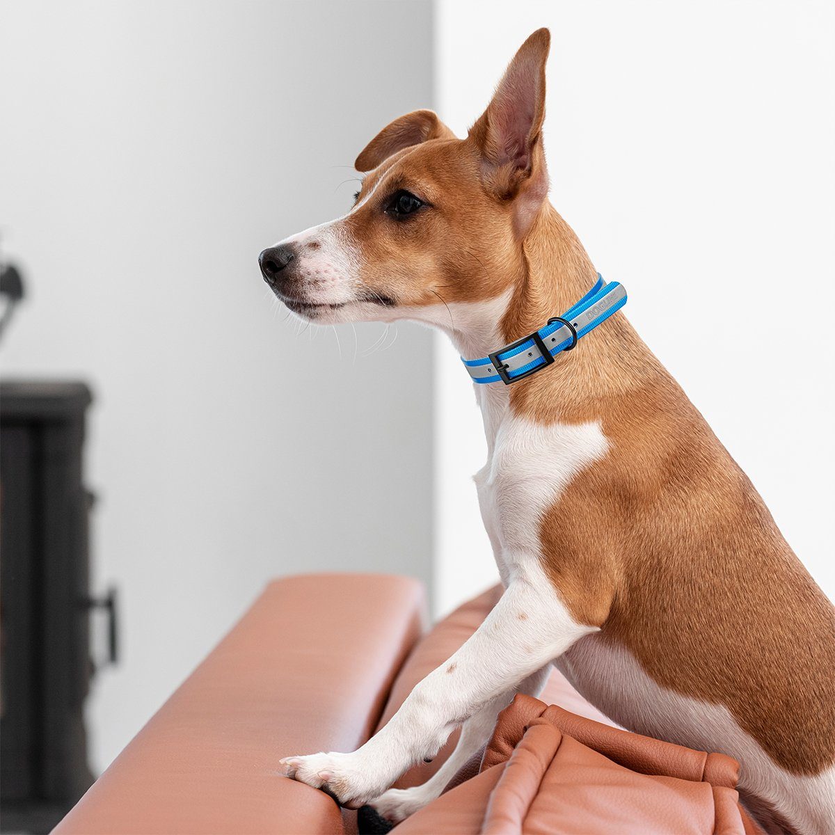 Biothane Translucent Reflective Dog Collar Dog Collar Dogline