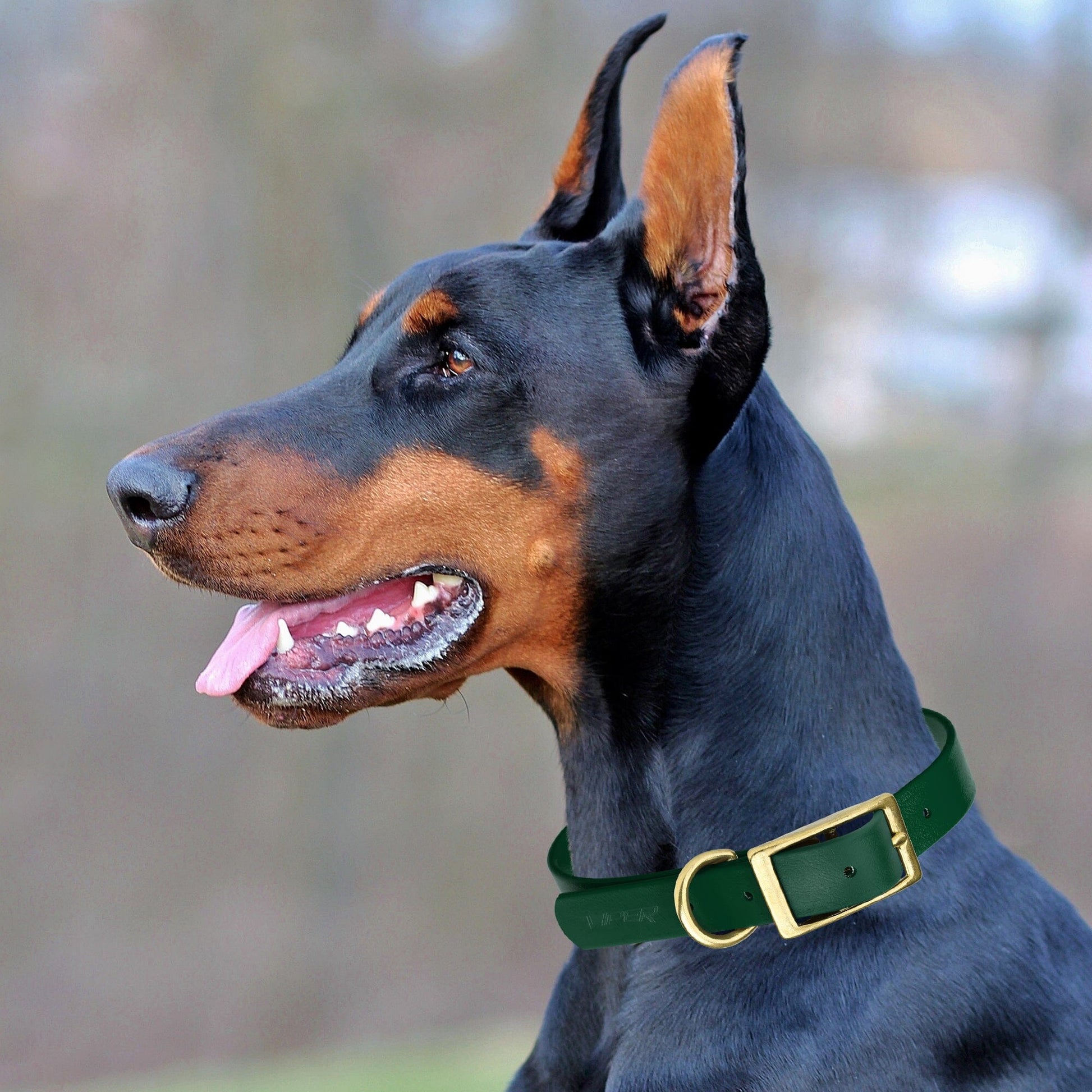 Viper Biothane Waterproof Dog Collar - Brass Hardware - 1.5in Wide - Size XXL (24" - 28") Dog Collar Dogline