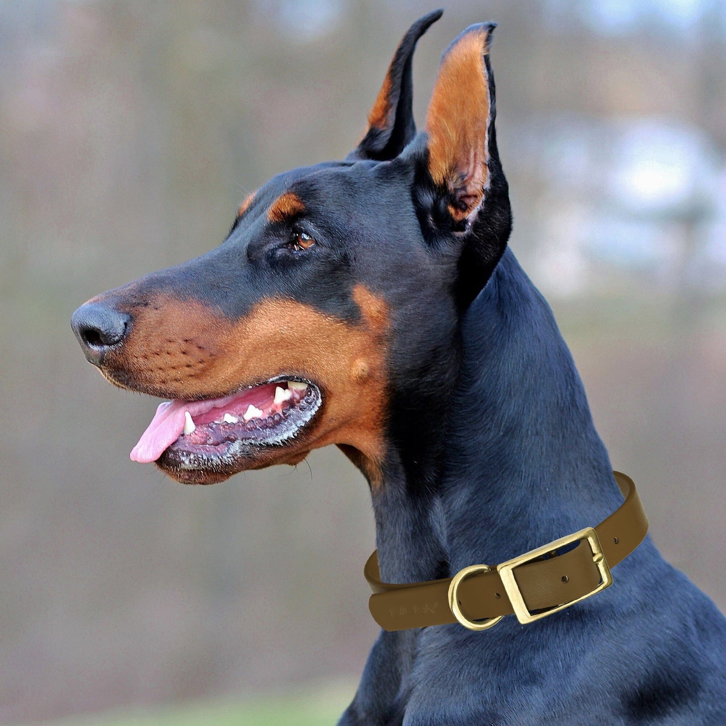 Viper Biothane Waterproof Dog Collar - Brass Hardware - Size L (18" - 22") Dog Collar Dogline