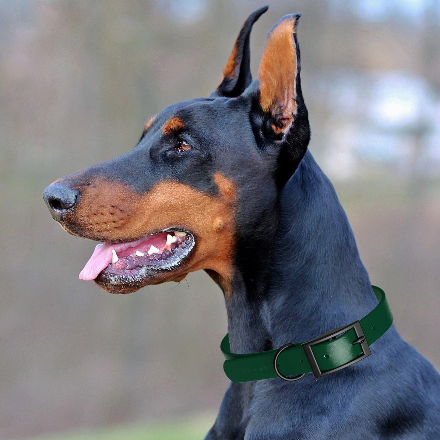 Biothane Waterproof Dog Collar - 1.5in Wide - Large (16 to 20 inches) Dog Collar Dogline