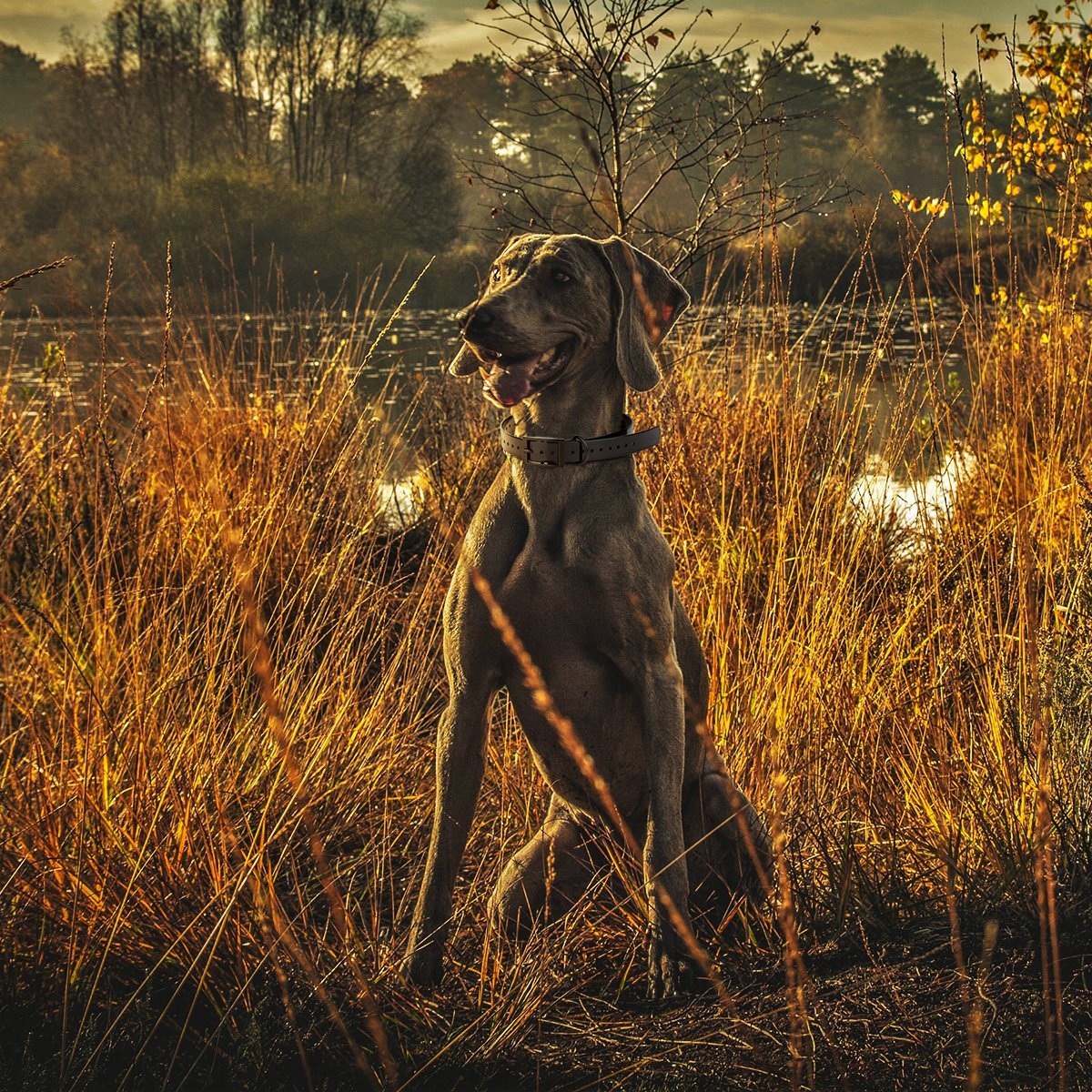 Biothane E-Collar Replacement Strap Dog Collar Dogline