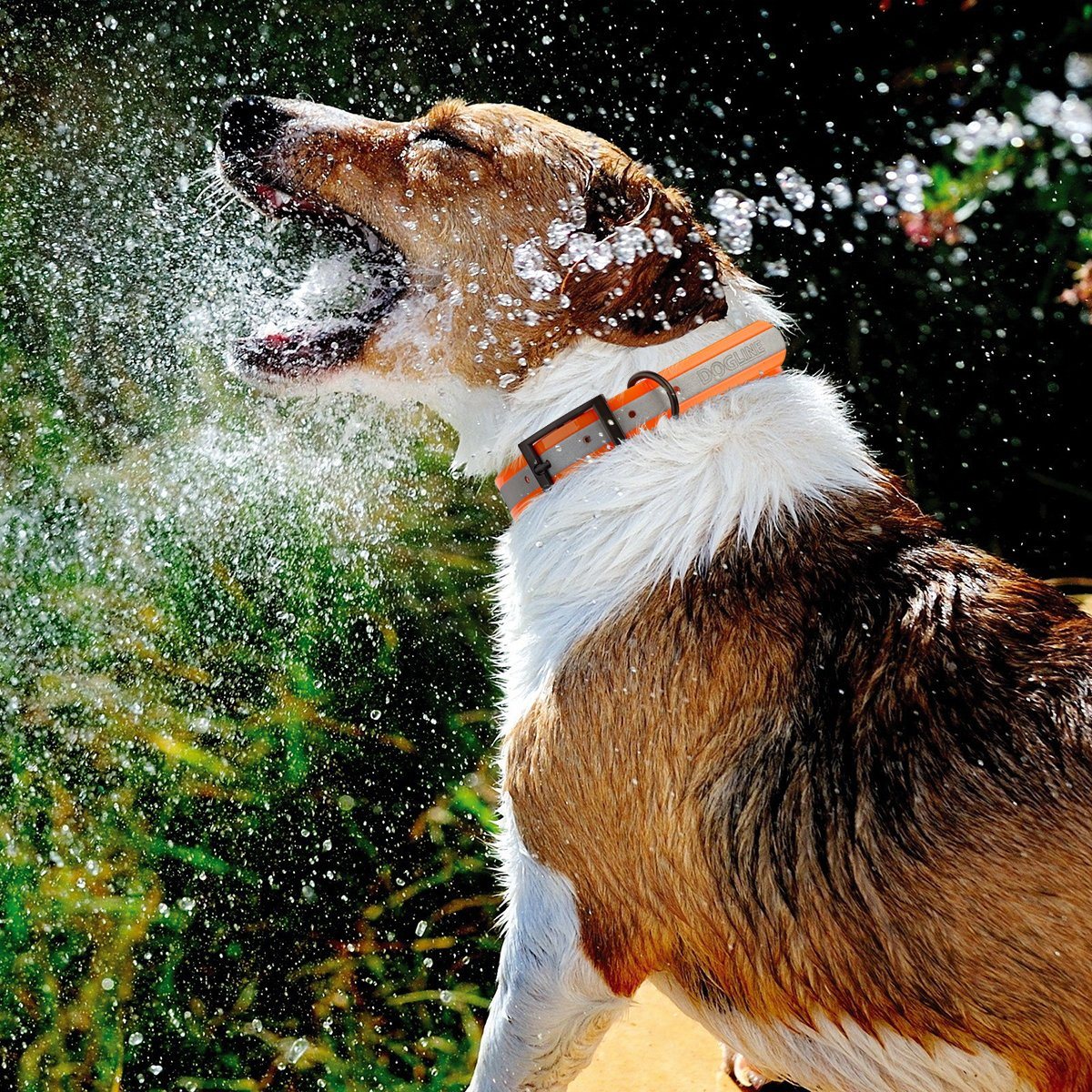 Biothane Translucent Reflective Dog Collar Dog Collar Dogline