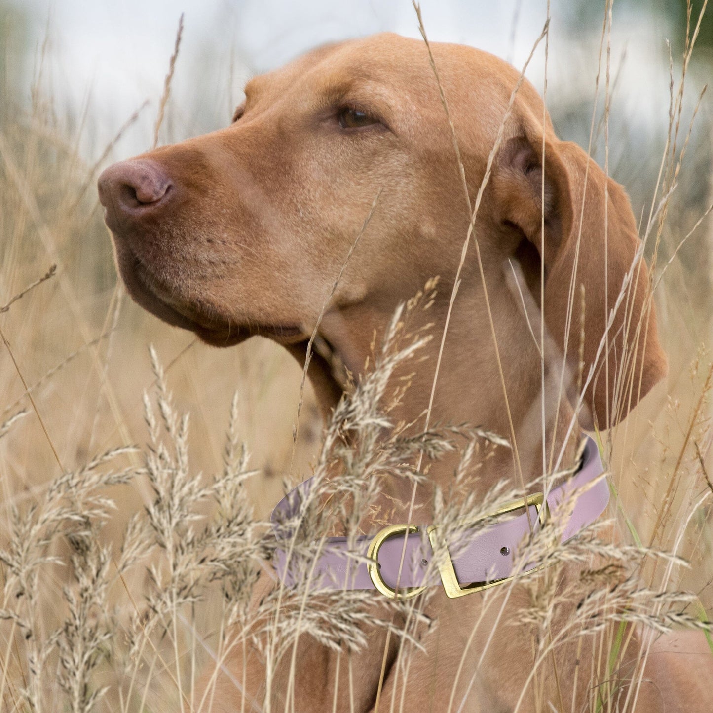 Viper Biothane Waterproof Dog Collar - Brass Hardware - 1.5in Wide - Size L (16" - 20") Dog Collar Dogline