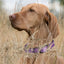 Biothane Waterproof Dog Collar - 1.5in Wide - Large (16 to 20 inches) Dog Collar Dogline