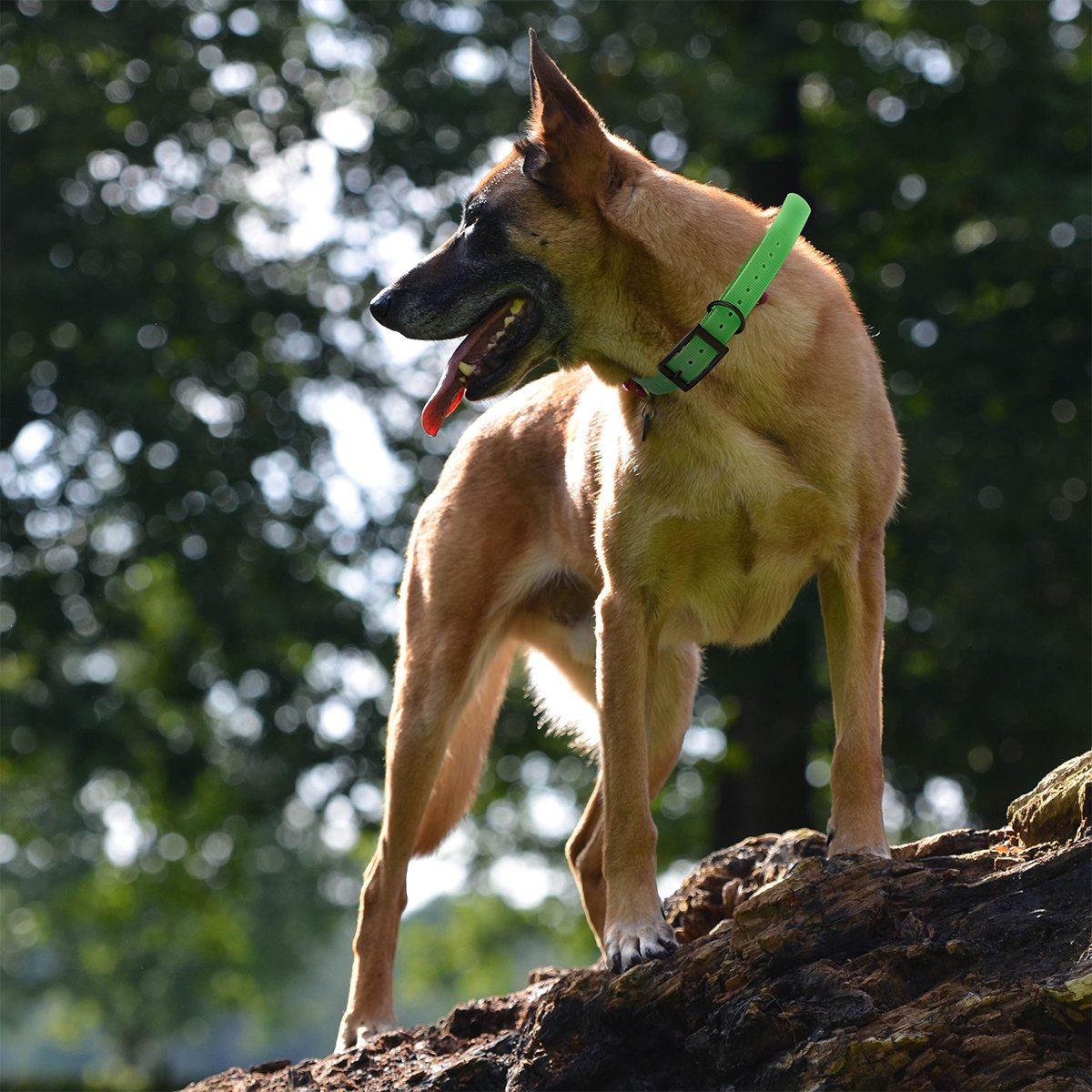 Biothane E-Collar Replacement Strap Dog Collar Dogline