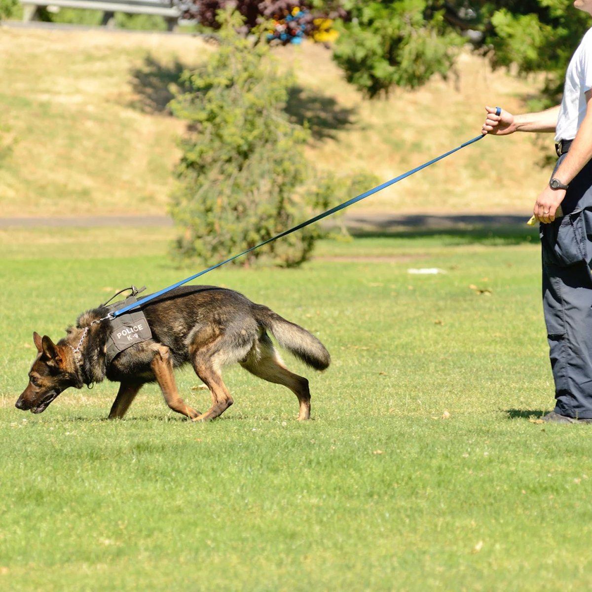 Viper Biothane Long Line 33 ft Lead with Brass Hardware Dog Leashes Dogline