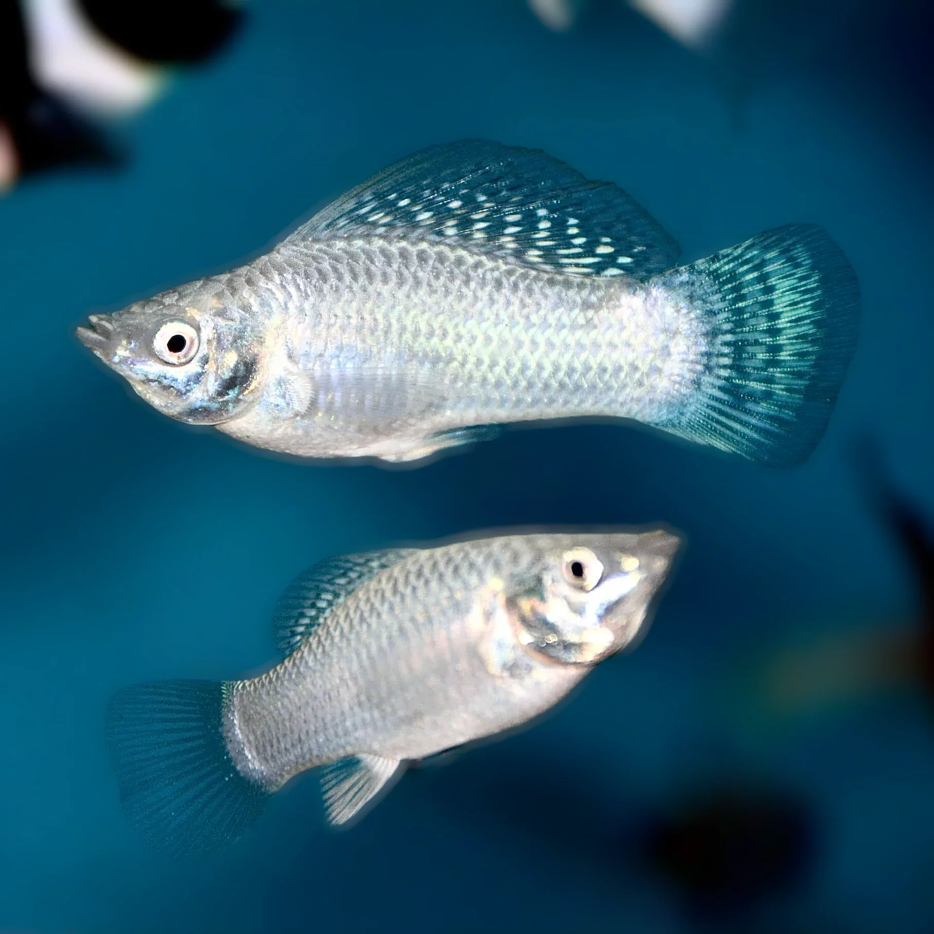 Silver Mollies MOLLY Danaqua Live Fish & More