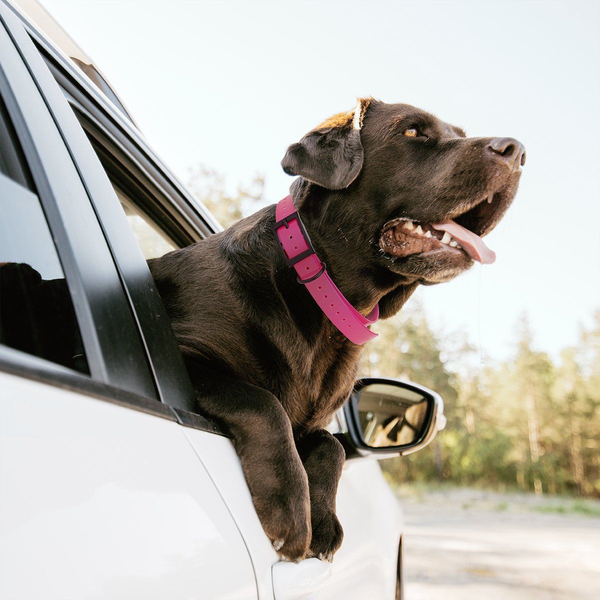 Biothane E-Collar Replacement Strap Dog Collar Dogline