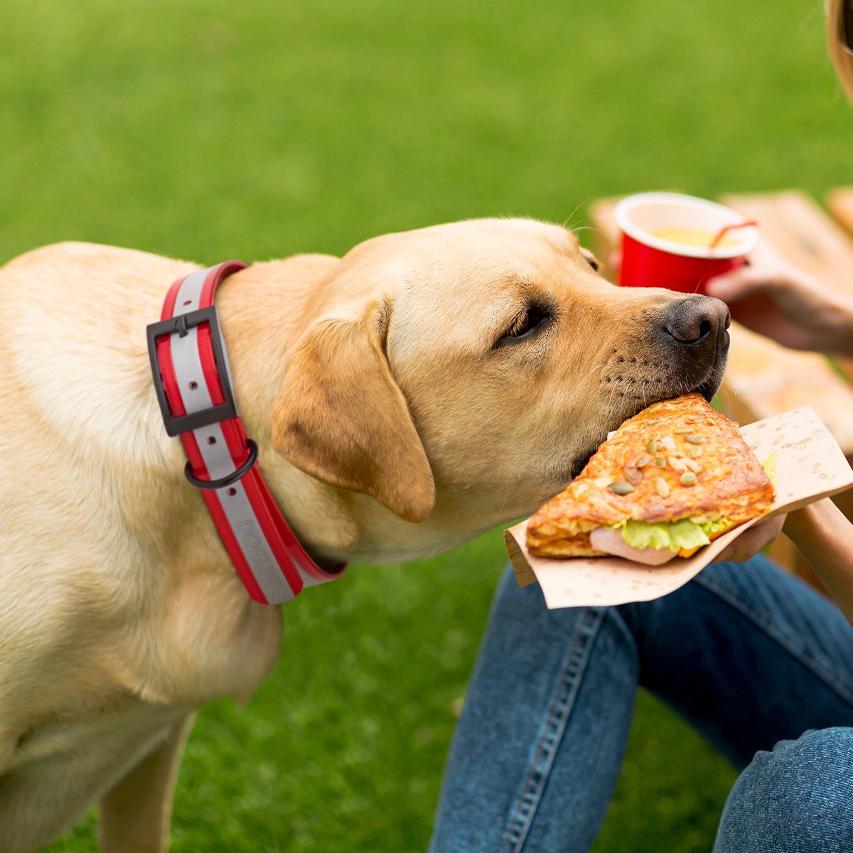 Biothane Translucent Reflective Dog Collar Dog Collar Dogline